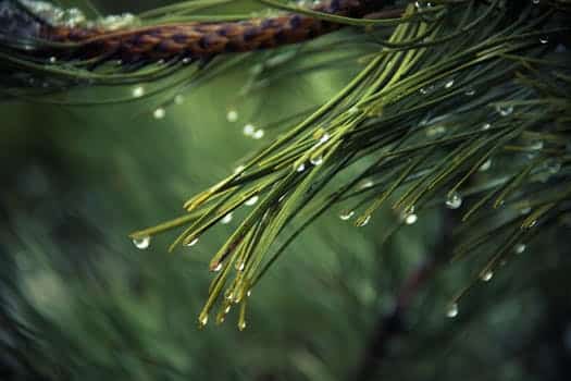nature tree green pine