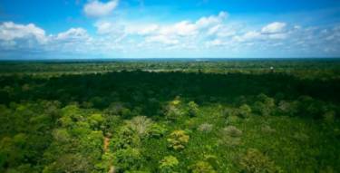 dji drones are used to keep an eye on the health of the amazon rainforest