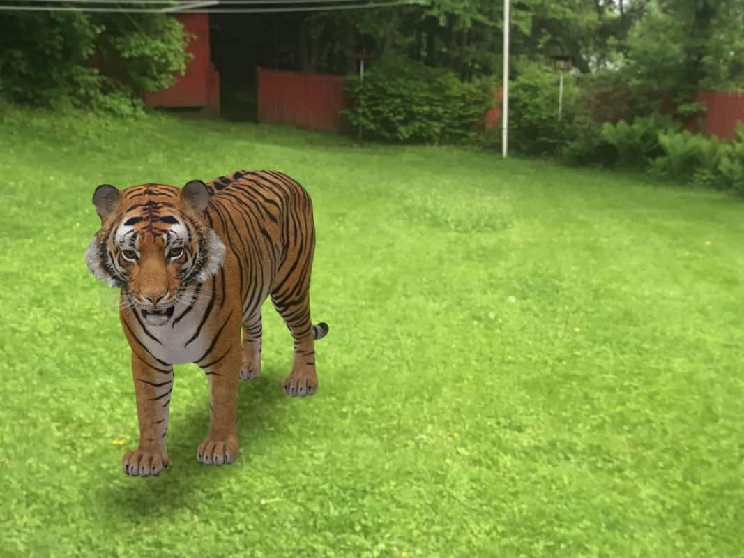 Put Tiger Bedroom Google 3D Animals