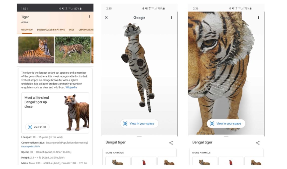 Put Tiger Bedroom Google 3D Animals
