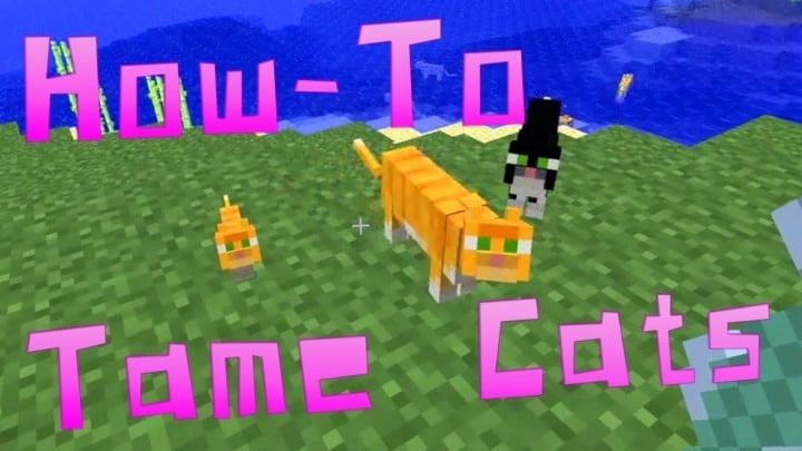 Tame A Cat In Minecraft